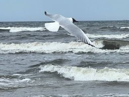 Usedom