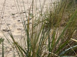 Usedom