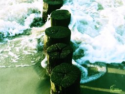 Zingst